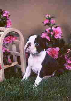 CH. Cosmos Carbon Copy Caelum Jeri Good
