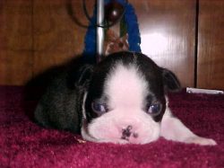 Beautiful Boston puppy