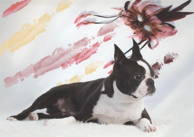 Boston Terrier: CH Sunwoods Heaven Sent, CGC female