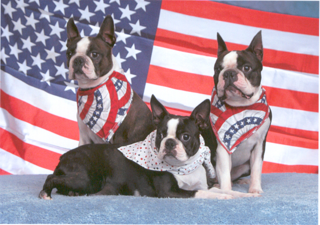 Sunwood original: CH Cosmo Boston Terrier
