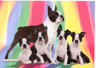 akc boston terriers for sale