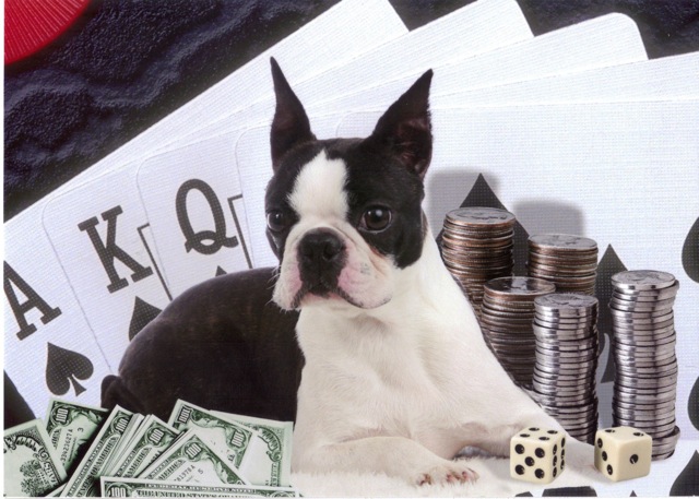 Russian CH Gambler Boston Terrier sire