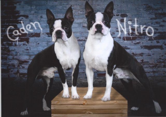 Caden and Nitro: champion Bostons