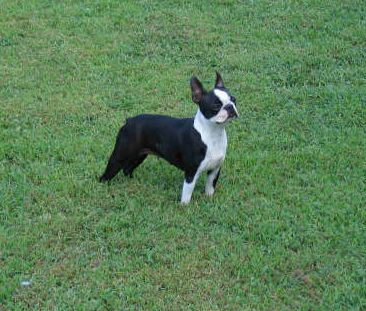 Bella Como-Politan, Martini ~ Boston Terrier