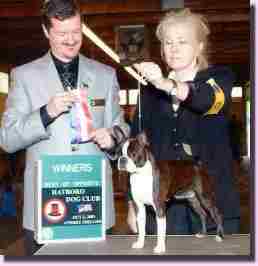 Monica,champion Boston Terrier
