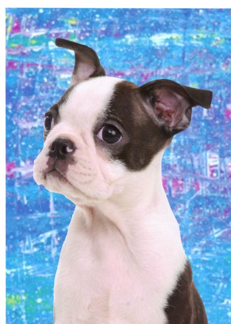 Boston Terrier puppy portrait