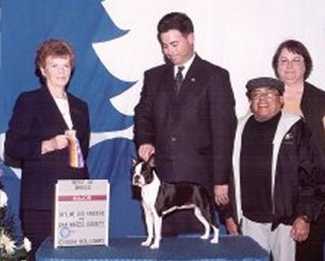 5 point major,  Boston Terrier Sunwoods Kennels