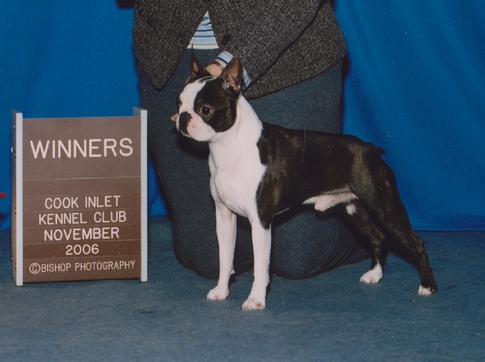 Boston Terrier ~ Pippin ~ Bishop Photography