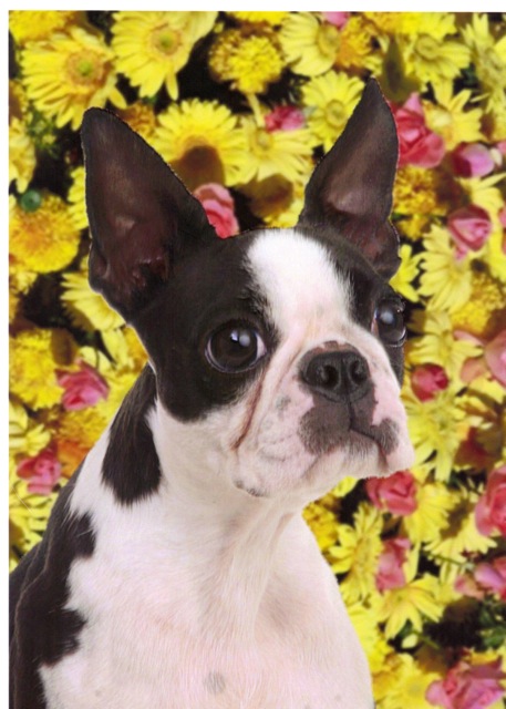 Boston Terrier female head shot