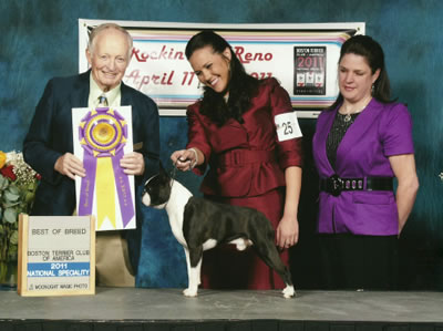 Regis 2011 Boston Terrier Club of America National Specialty Best of Breed Winner