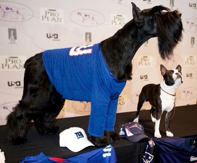 Boston Terrier at Westminster 2012