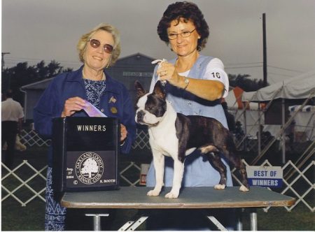 Boston Terrier ~ HCA Toby by Sharon's Valley