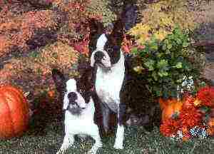 Cosmo and Chip