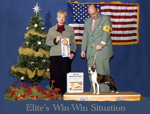 Elite's Win-Win Situation ~ Boston Terrier