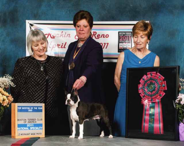 2011 BTCA Boston Terrier of the Year Breeze