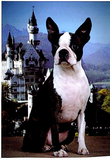CH Sunwoods Cosmic Duchess Camilla Boston Terrier