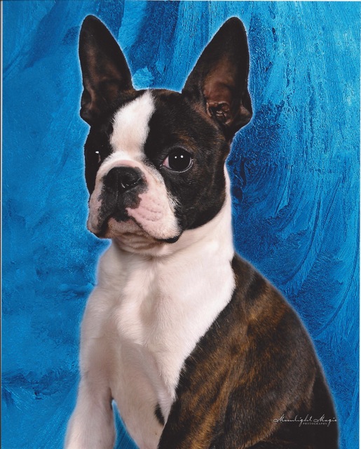 Boston Terrier Grand Champion 2013