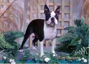 CH. Sunwoods Celestial Star