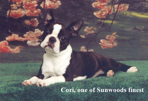 Cori, one of Sunwood's finest dogs