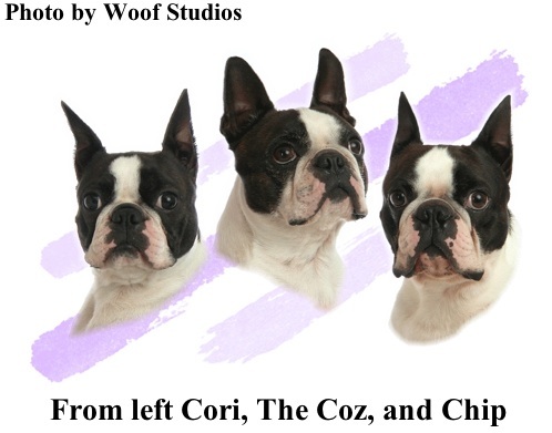 Boston Terrier Champions sired by Cosmo photo by Woof Studios