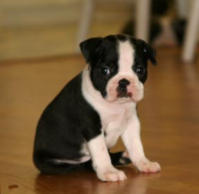  THE COZ, who grew up to be Boston Terrier champion.