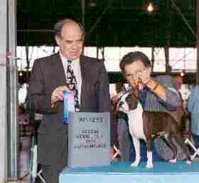 Boston Terrier Westminster Champion PHOTO CREDIT WOOF STUDIOS