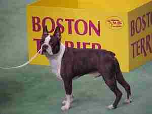 Boston Terrier Westminster Champion