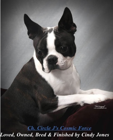 Best of Winners, Best of Opposite Loisville Kennel Club Mississippi