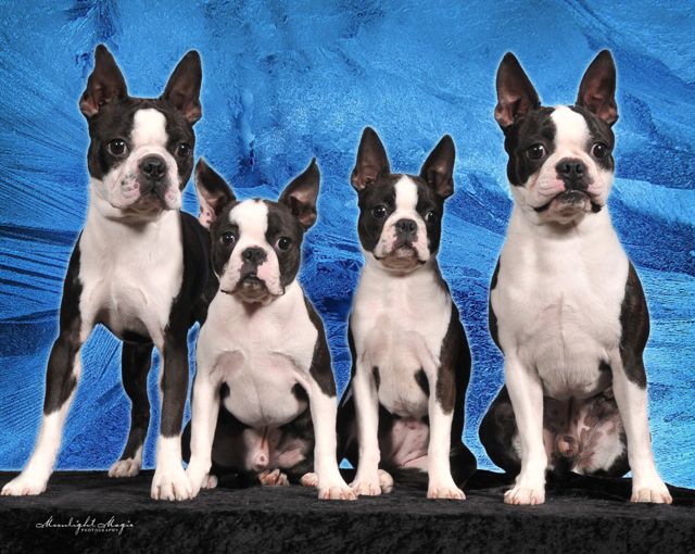 Jeri Good, Boston Terriers  QE2 