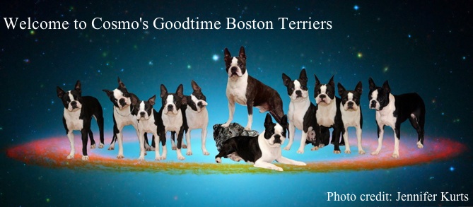 Cosmo's Bostons: the whole galaxy of dogs