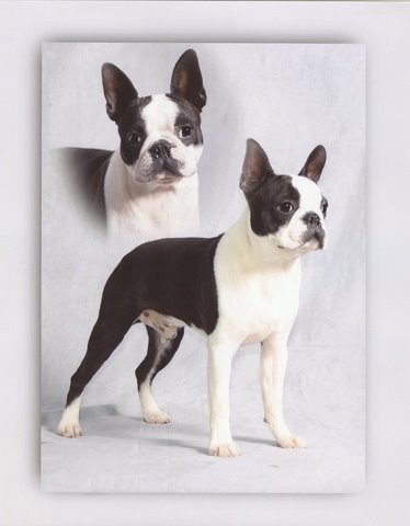 Boston Terrier Champion Galileo ~ Magnum