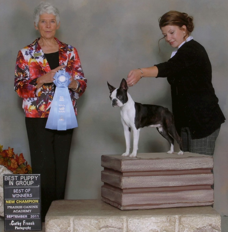 Canadian CKC Boston Terrier 2012