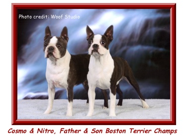 Best in Sweeps 2010 Boston Terrier