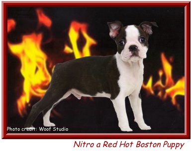 Best in Sweeps 2010 Boston Terrier