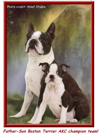 Best in Sweeps 2010 Boston Terrier