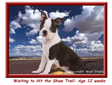 Best in Sweeps 2010 Boston Terrier