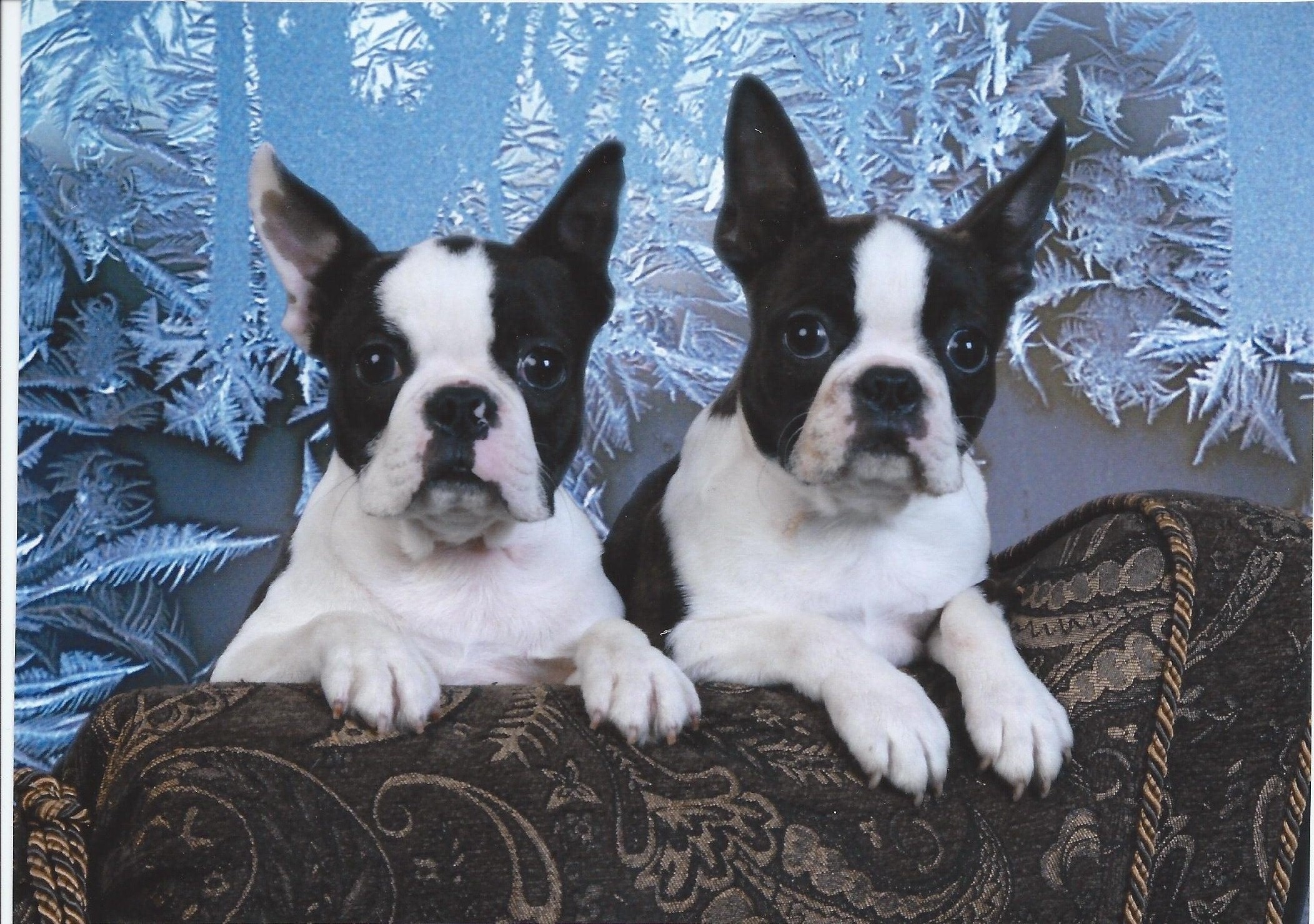 Boston Terrier Puppies For Sale In Indiana PetsWall