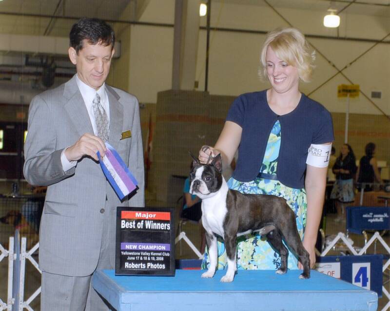 Boston Terrier Champion Best of Winners ~ Roberts Photos