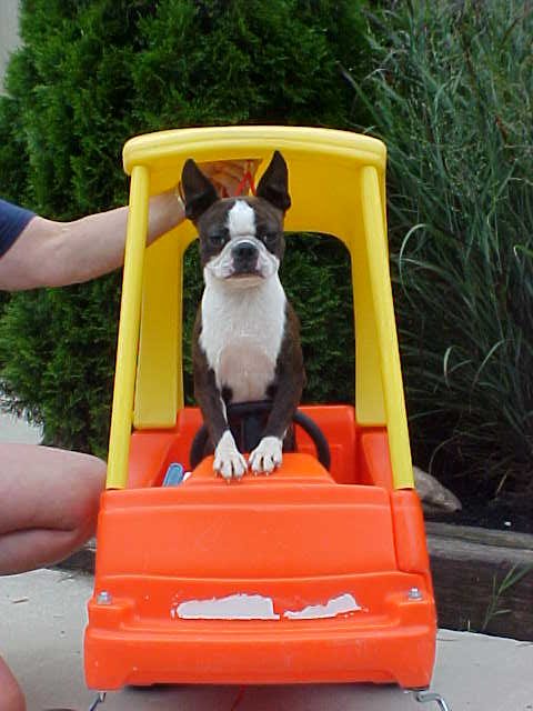 Boston Terrier drives a Cozy Coop