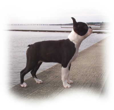 Bostn Terrier 