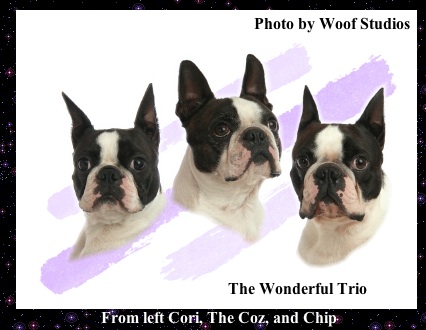 Cori, THE COZ, and Chip, Boston Terrier champion dogs